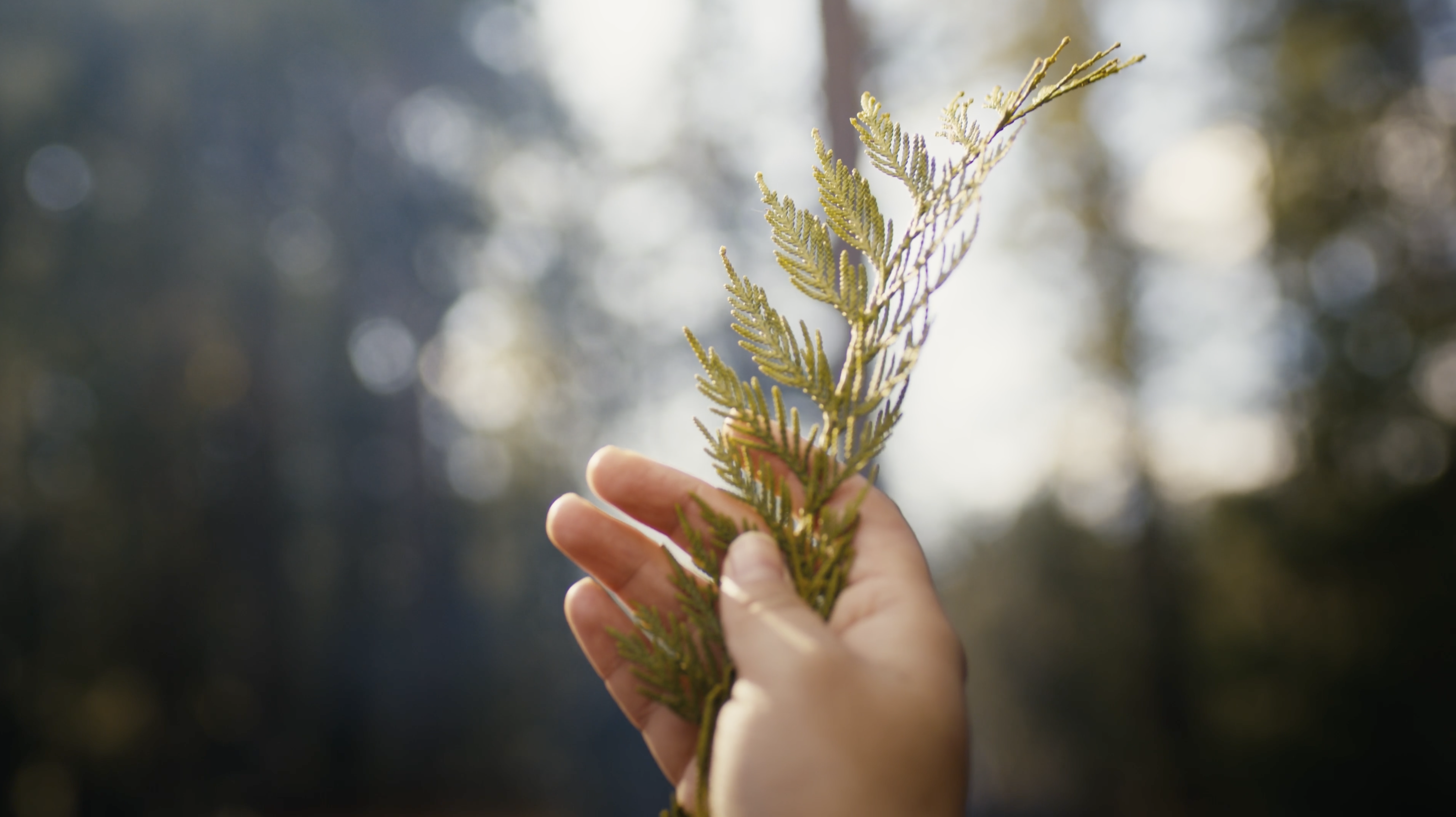 A hand holding a cedar branch with sunlight behind.